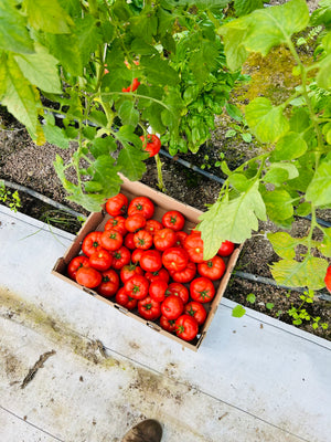 
                  
                    Charger l&amp;#39;image dans la galerie, Tomates imparfaites pour conserve
                  
                