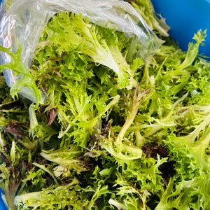 
                  
                    Charger l&amp;#39;image dans la galerie, Mesclun de bébé laitue - Mélange maison
                  
                