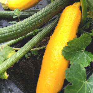 
                  
                    Charger l&amp;#39;image dans la galerie, Plant de courgette jaune
                  
                