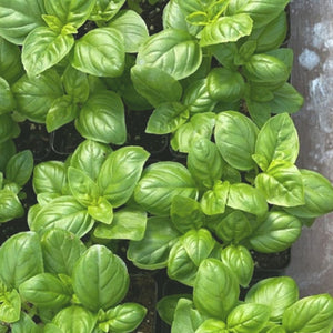 
                  
                    Charger l&amp;#39;image dans la galerie, Plant de basilic italien
                  
                