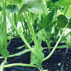 
                  
                    Charger l&amp;#39;image dans la galerie, Plant de courgette / zucchini Beauté noire
                  
                