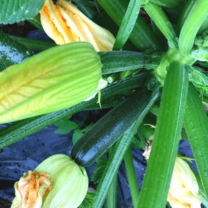 
                  
                    Charger l&amp;#39;image dans la galerie, Courgette verte
                  
                