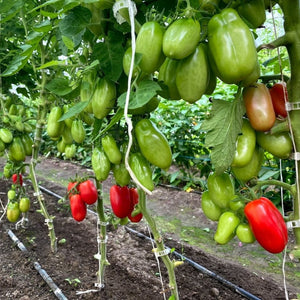 
                  
                    Charger l&amp;#39;image dans la galerie, Tomate italienne San Marzano
                  
                