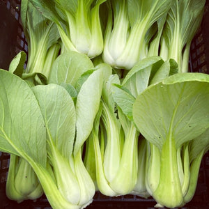 
                  
                    Charger l&amp;#39;image dans la galerie, Bok choy
                  
                