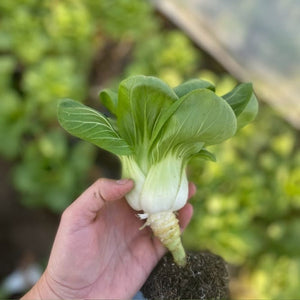 
                  
                    Charger l&amp;#39;image dans la galerie, Bok choy
                  
                