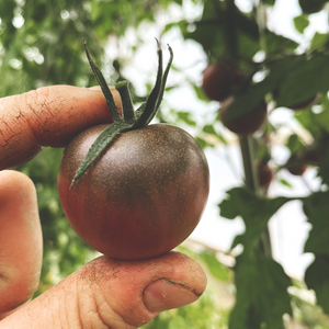 
                  
                    Charger l&amp;#39;image dans la galerie, Tomate cerise Black Beauty
                  
                