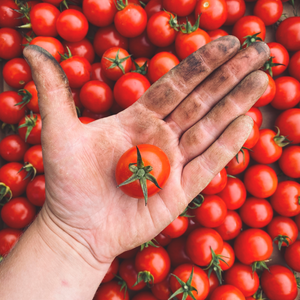 
                  
                    Charger l&amp;#39;image dans la galerie, Tomate cerise rouge
                  
                